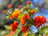 December in New Zealand means Summer Flowers