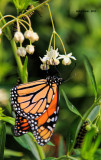Monarchs are always Special