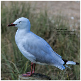 Our common seagull