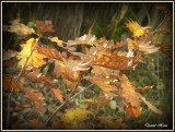 Les couleurs de l'automne 2015, en Moselle, chez moi en France