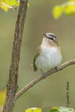 Red - eyed Vireo