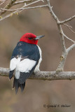 Red - headed Woodpecker