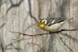 Blackburnian Warbler (f)
