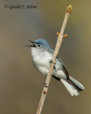 Blue - gray Gnatcatcher