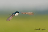 Tree Swallow