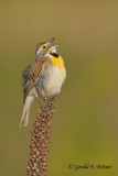 Dickcissel