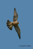 Peregrine Falcon  ( immature ) # 2  2013