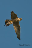 Peregrine Falcon  ( adult female ) # 4  2013