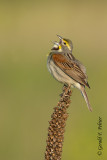 Dickcissel