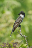 Eastern Kingbird