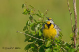 Eastern Meadowlark