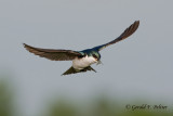 Tree Swallow