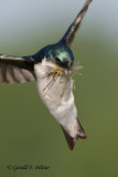 Tree Swallow , heading into nest box , to feed young.