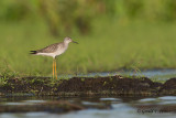 Greater Yellowlegs