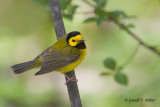 Hooded Warbler