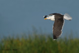 Great Black - backed Gull