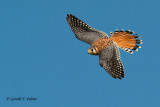 American Kestrel