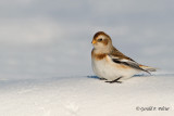 Snow Bunting