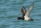 Ring - necked Duck