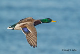 Mallard