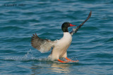 Common Merganser 