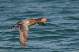 Canvasback (f)