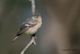 Bay - breasted Warble (f)