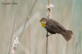 Yellow - headed Blackbird (f)
