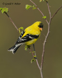 American Goldfinch