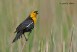 Yellow - headed Blackbird