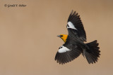 Yellow - headed Blackbird