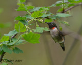 Ruby - throated Hummingbird