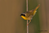 Common Yellowthroat