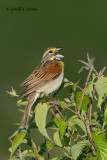 Dickcissel