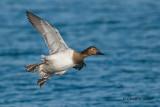 Canvasback (f)