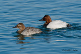 Canvasback