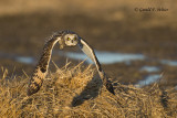 Short - eared Owl