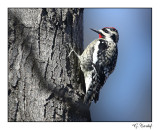 Pic macul / Yellow-bellied Sapsucker