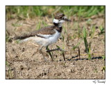 Pluvier kildir / Killdeer (juv.)