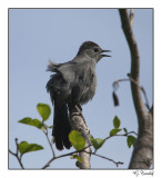 Moqueur chat / Gray Catbird