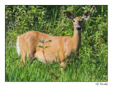 Cerf de Virginie / White-Tailed Deer 