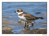 Pluvier semipalm / Semipalmated Plover  
