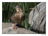 Canard colvert / Mallard