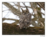 Grand Duc DAmrique / Great Horned Owl