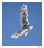 Harfang des neiges / Snowy Owl