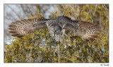 Chouette lapone / Great Gray Owl