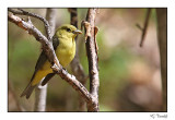 Piranga carlate / Scarlet Tanager