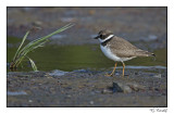 Pluvier semipalm / Semipalmed Plover1P6AG8357B.jpg