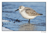 Bcasseau sanderling/Sanderling 1P6AH8464B.jpg