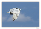 Harfang des neiges/Snowy Owl1P6A7933B.jpg